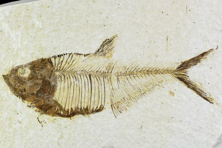 Bargain, Fossil Fish Plate (Diplomystus) - Wyoming #111256